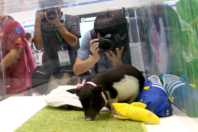 Gene-edited “micropigs” to be sold as pets in China