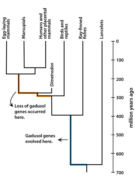 Gadusol Evolutionary Tree 
