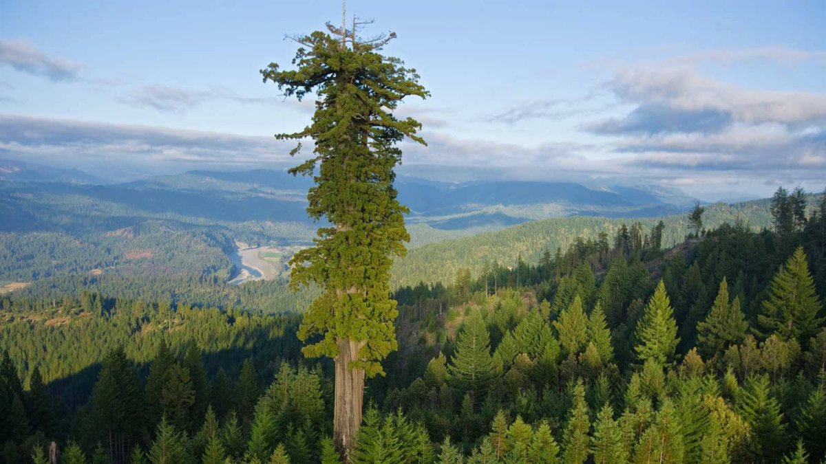 Height Comparisons: Meet the Tallest Tree in the World