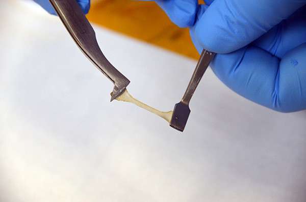 Polymer Derived from Squid Protein Can Heal Itself with Water