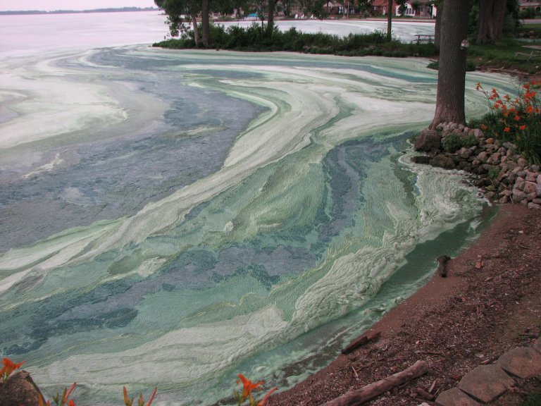 Scientists convert harmful algal blooms into high-performance battery electrodes