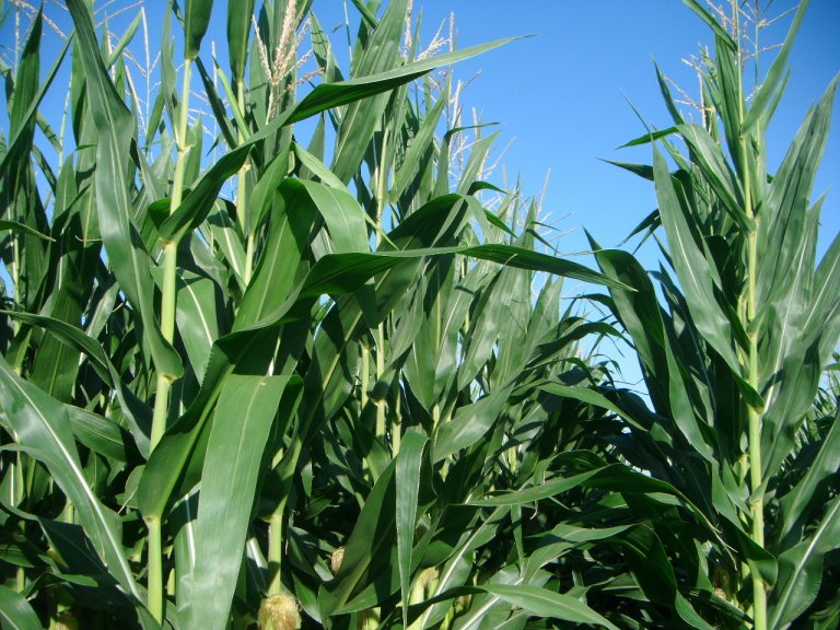 Dupont plans to use CRISPR-Cas9 to genetically modify corn and wheat