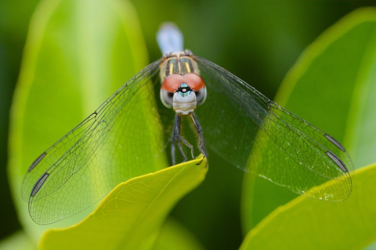 Virtual reality allows you to see the world through the eyes of an animal