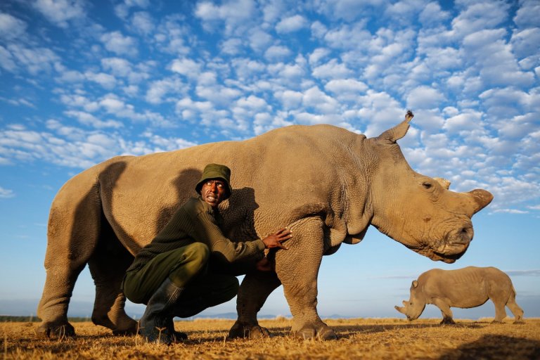 3D-Printed Replacement Horns Might Save Rhinos from Extinction