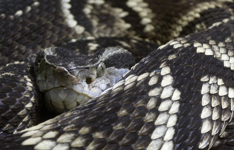 Snake Venom Could Be The Quickest Way To Stop Bleeding