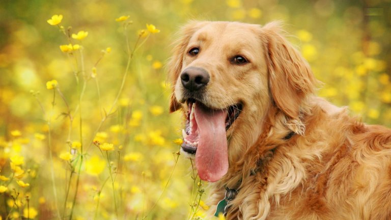 Scientists Attempt to Increase the Lifespan of Dogs