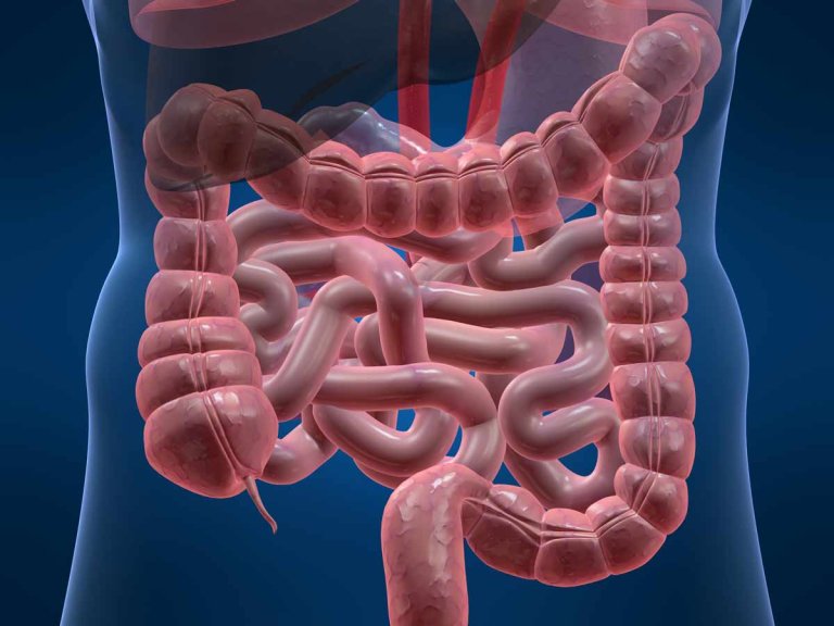 Lab-grown Guts Could Be Used to Treat Intestinal Disorders