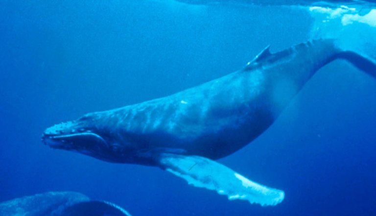 A protein found in whales might help make better synthetic blood