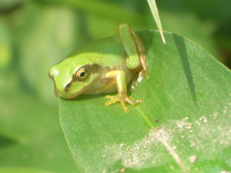 Frogs provide researchers with new computational algorithms