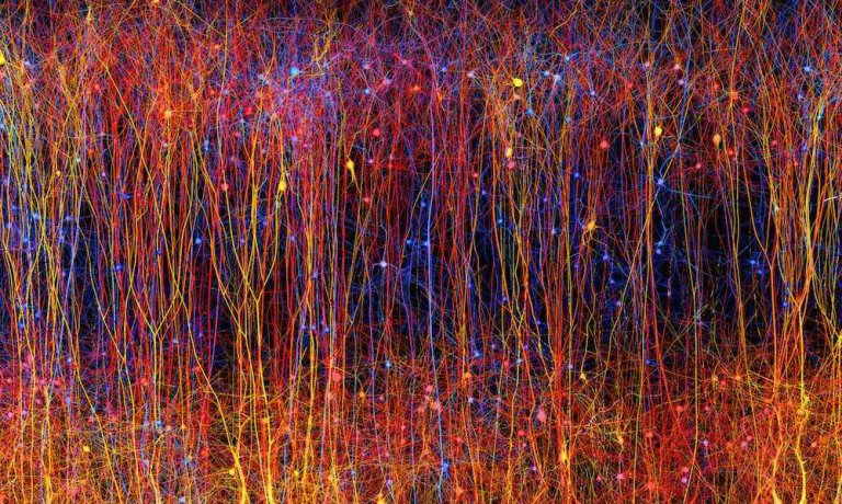 Scientists reconstruct part of a rat’s brain in a computer
