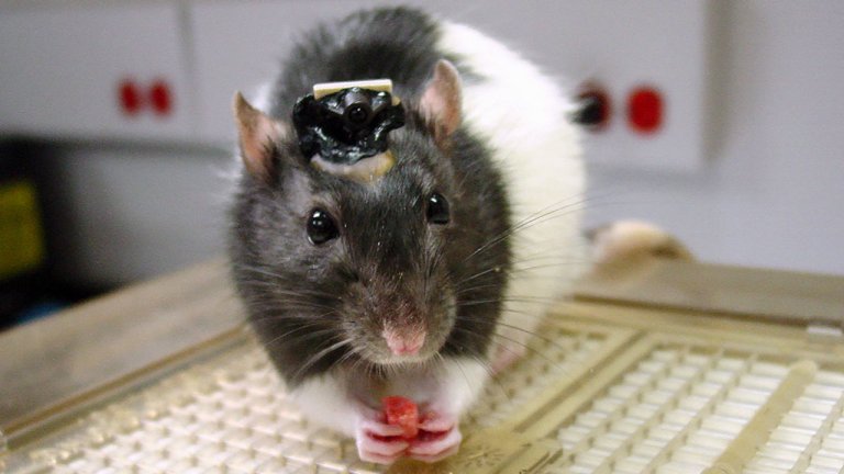 Brain Implants Allow Rats to “See” Infrared Light