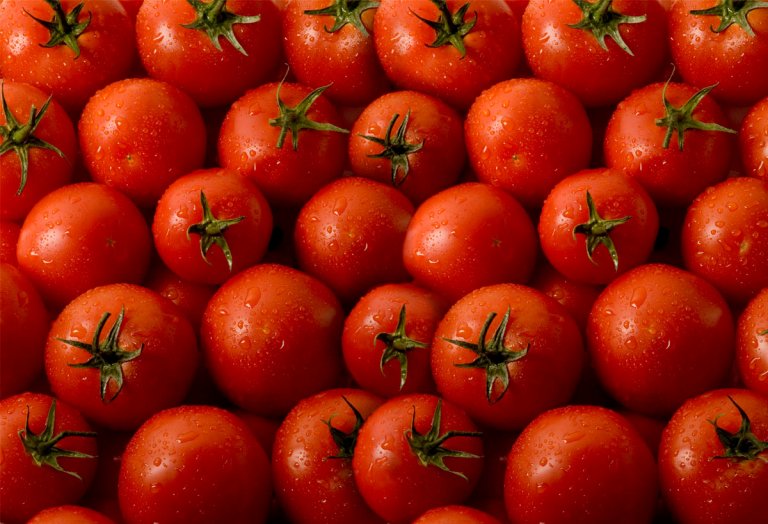 Genetically Modified Tomatoes Could Be Used to Fight Diseases