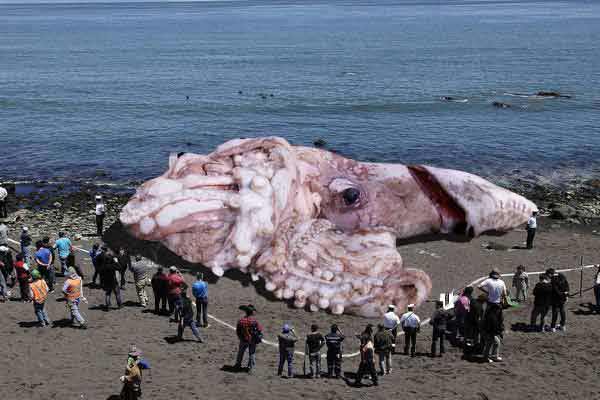 Science and Sensationalism: Fukushima and the Myth of the Giant Squid