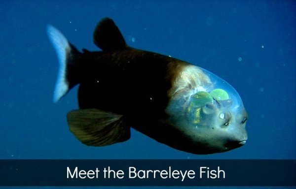 The Barreleye Fish: