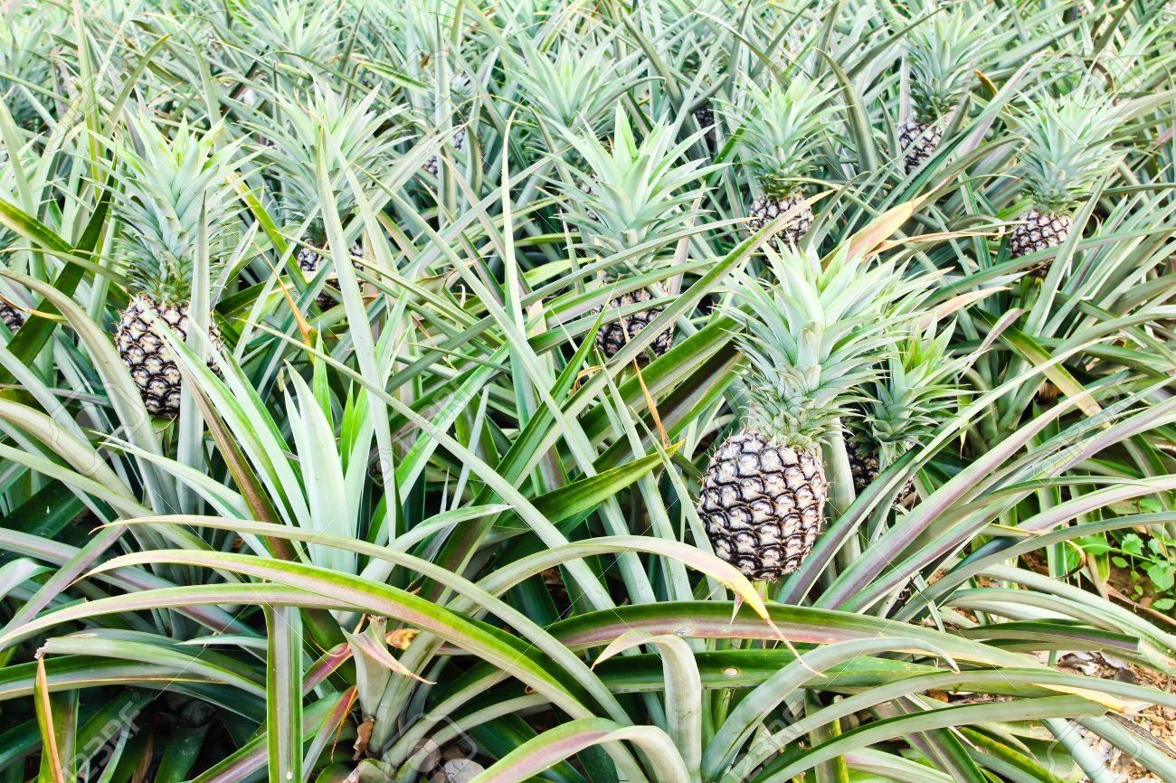 Pineapple's Genetic Code May Help Us Make Drought Resistant Plants