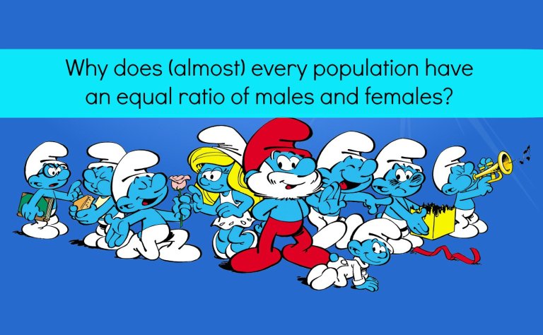 Why does every population have a more or less equal ratio of males and females?