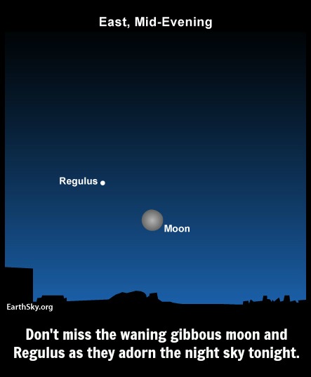 The Moon and Regulus Present: Moongus