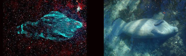 Astronomers Find Manatee in Space: