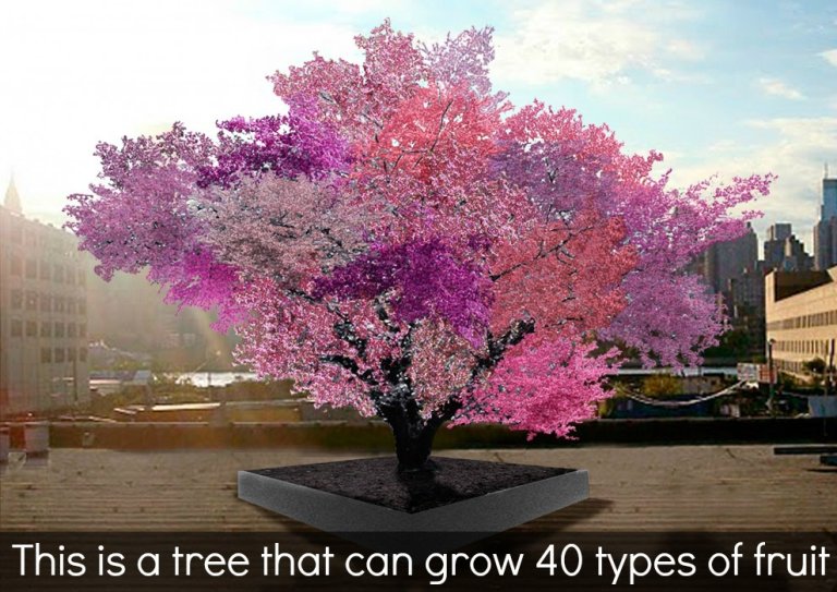 40 Trees in 1: The Tree with 40 Kinds of Fruit