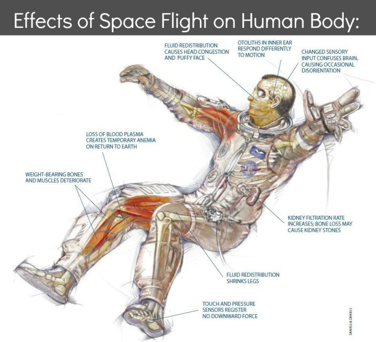 Loss of Gravity and Other Terrible Things: How Does the Human Body Act in Space?