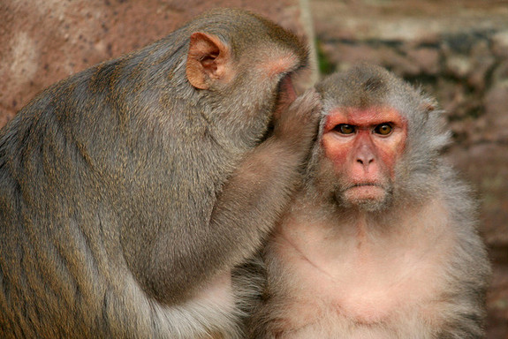 Are Humans The Only Species Capable of Morality?
