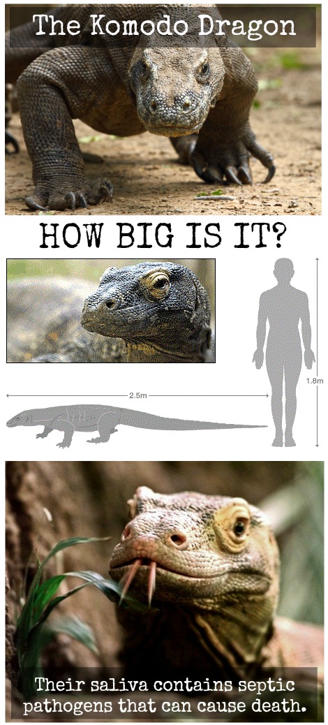 Meet the Fearsome Komodo Dragon