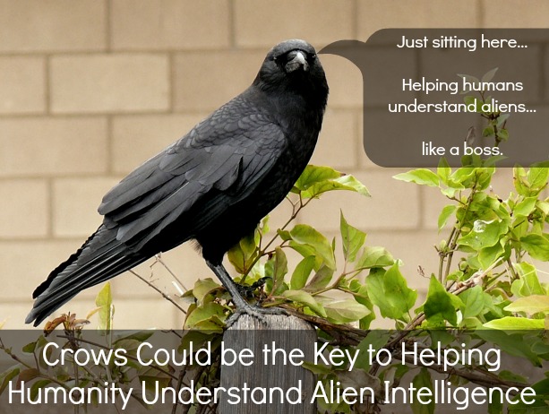 Crows Could be the Key to Helping Humanity Understand Alien Intelligence