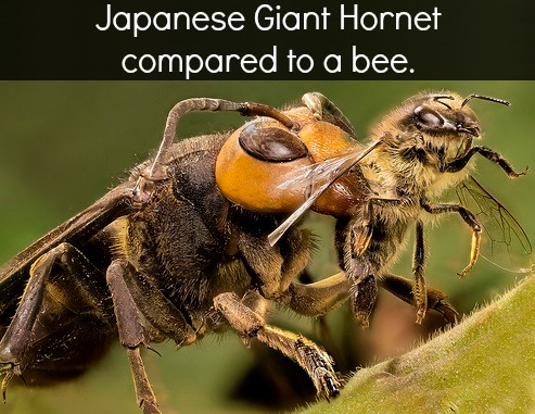 Welcome to Japan: Meet the Insects