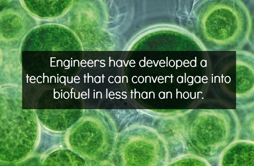 A Truly Green Revolution: Turning Algae into Biofuel