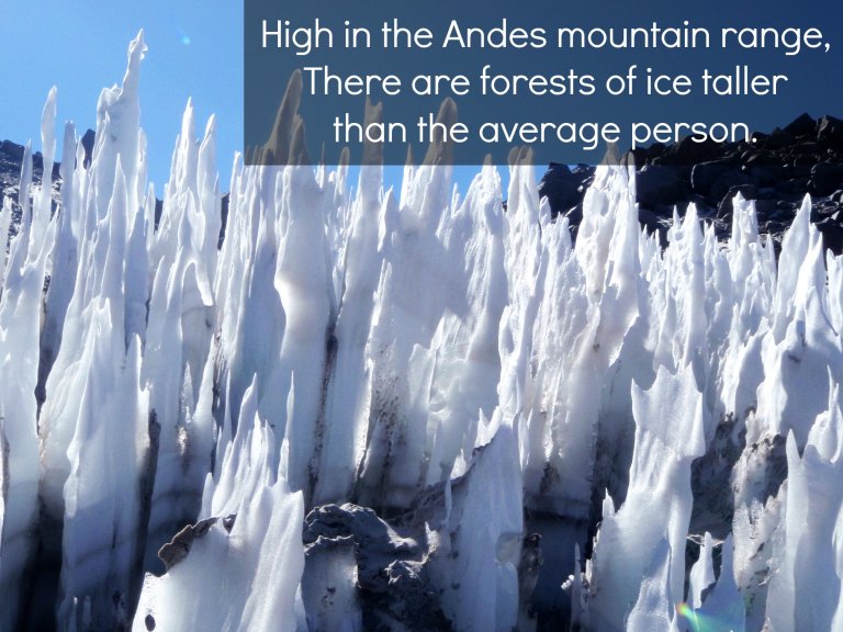 Ice Forests of the Andes
