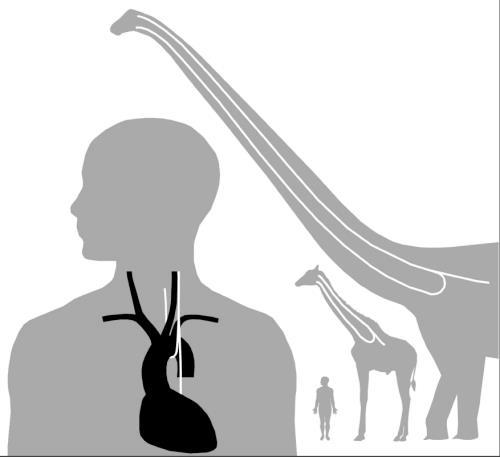 Evolutionary Proof: The Recurrent Laryngeal Nerve