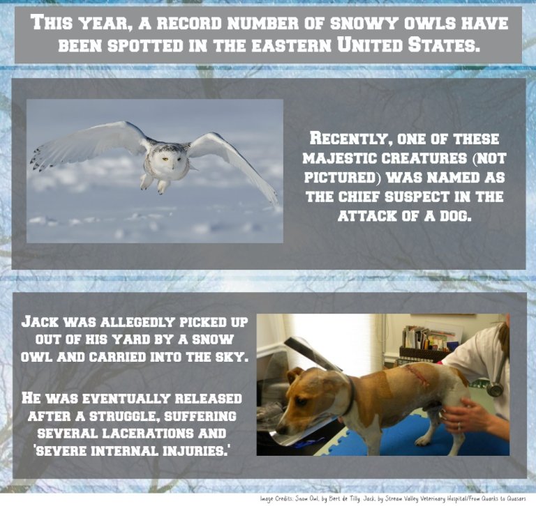 2014 Snowy Owl Incursion and One Unlucky Dog