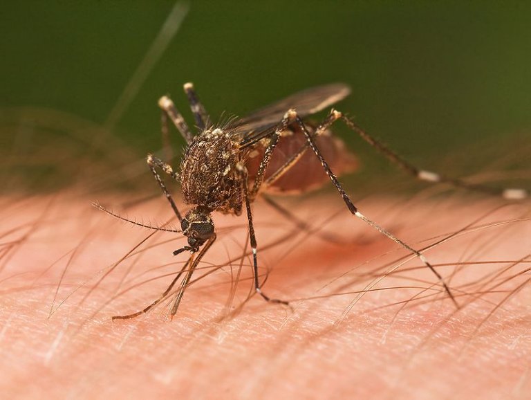 You Might Really Be Extra Tasty to Mosquitoes