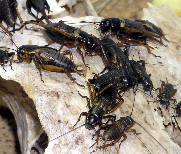 Genes Responsible for Limb Regeneration in Crickets Identified