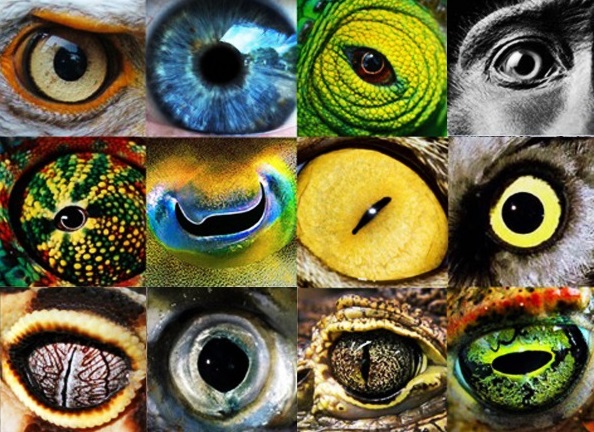 How Unique are Humans? The Science of Sight