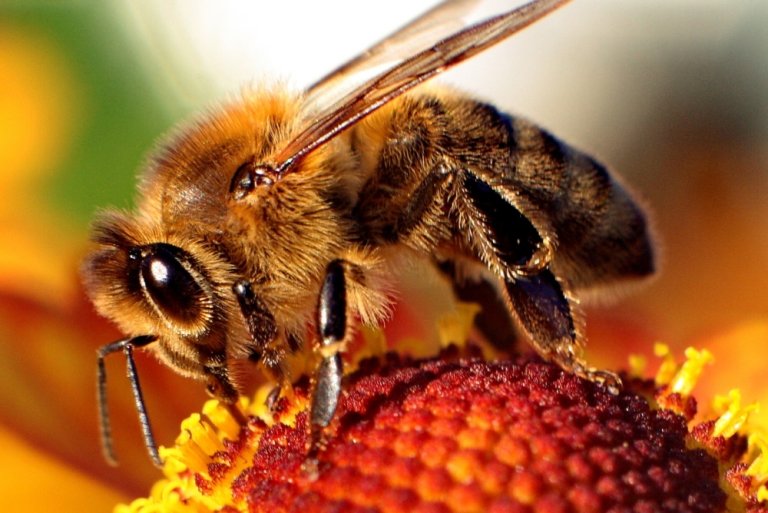 We May Have Solved the Mystery of Our Dying Bees: