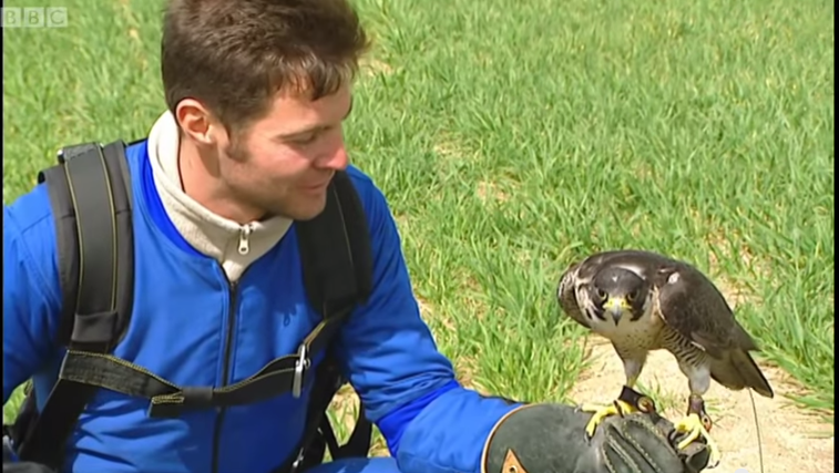 Race Between Fastest Animal in the World & A Skydiver (Video)