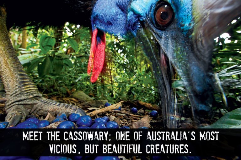 Cassowary: Australia’s Velociraptor