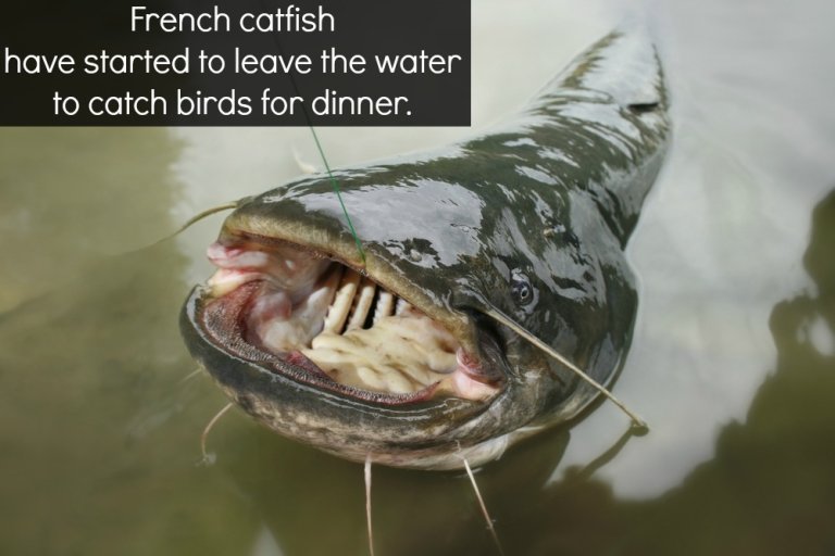 It Looks As if Catfish Hunt Pigeons… on Land