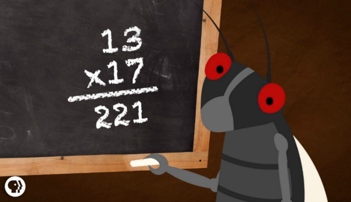 Cicadas Are Crazy Good At Math.. Here’s Why