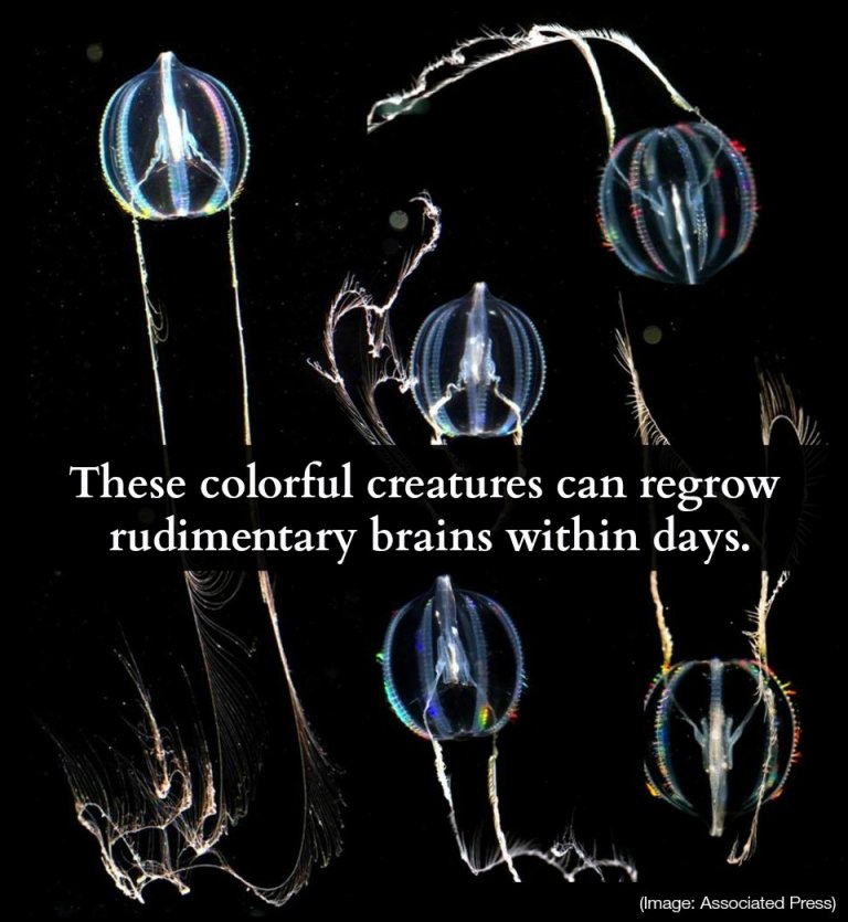 Beautiful Creature Can Regrow “Brain” in 4 Days