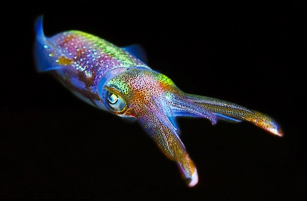 This Squid Sure Knows How to Get Groovy