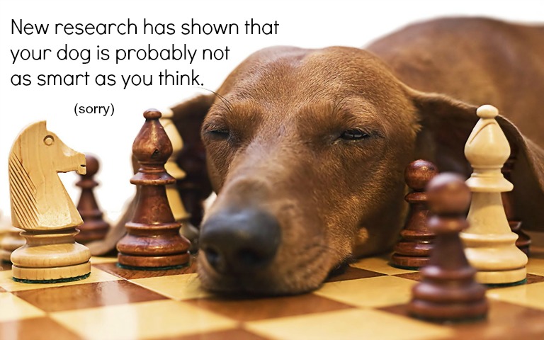 Sorry Dog Lovers, Your Dog is Probably Not as Smart as You Think