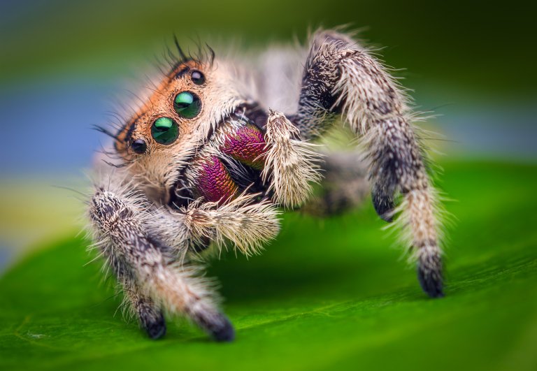 Spiders Experience Virtual Reality