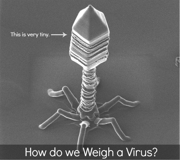 How to Weigh a Virus