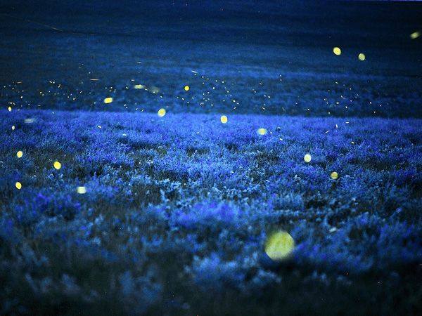 What Gives Fireflies Their Greenish Glow?