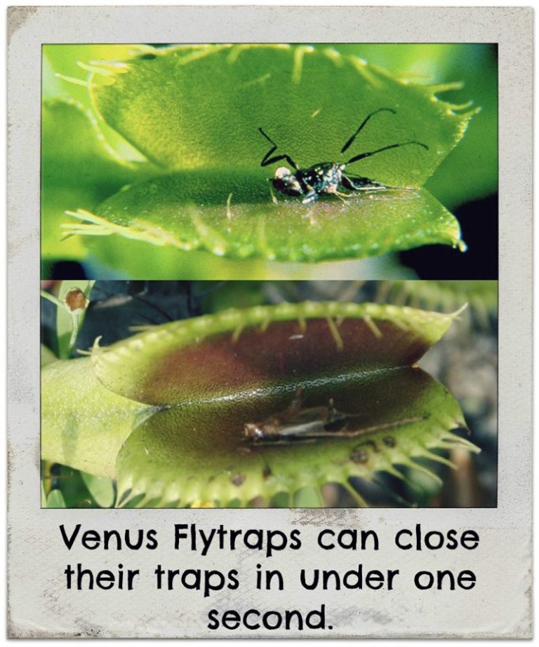 The Wonders of Insectivorous Plants: