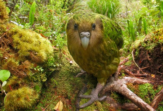 An Amusing Encounter with a Rare Parrot (video)