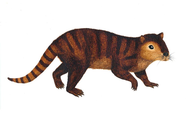 Real Life Rodents of Unusual Size: Scientists Discover a New Genus