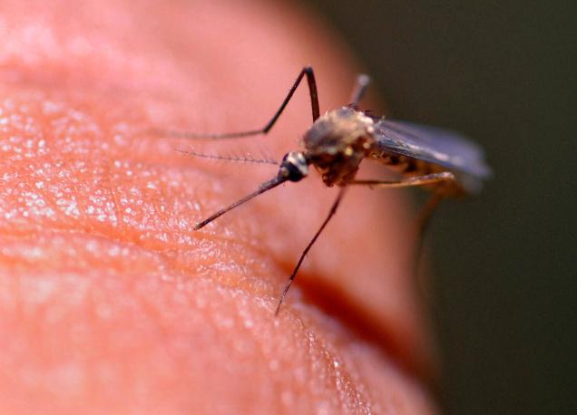 A Truly Cringe-Worthy Video Showing a Blood-Sucking Mosquito in HD